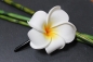Preview: Exotische Haarklemme Haarclip Blüte Frangipani weiß 4cm lang, 4,5x4,5cm