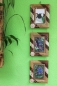 Preview: Exotischer Bilderrahmen für 3 Fotos 9x13cm