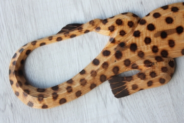 Wandfigur Gecko braun L: 50cm